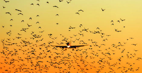 A huge flock of birds fly against an orange sunset. In the dista